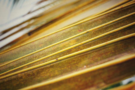 Coconut leavesの写真素材