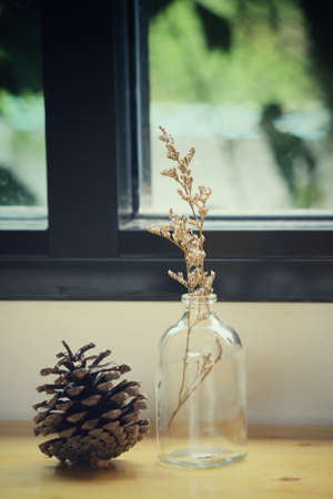 Pine coneの写真素材