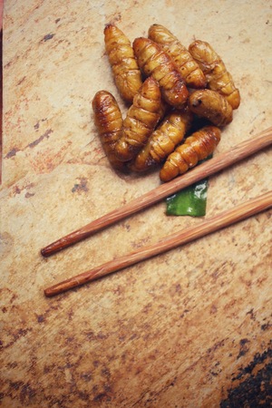 Silkworm pupaeの写真素材