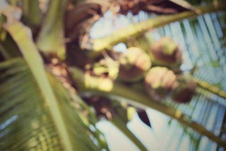 Blurred of coconut treeの写真素材