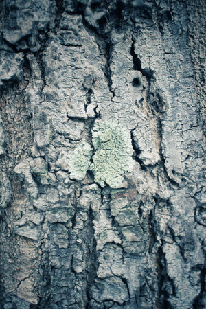 Old wood