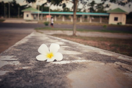 White frangipani flowerの写真素材