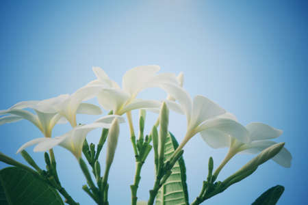 White frangipani flower on treeの写真素材