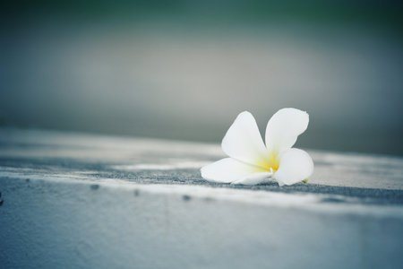 White frangipani flower