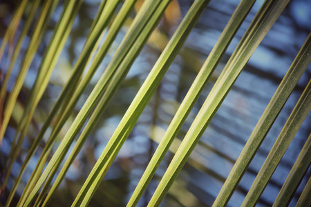 Coconut leaves