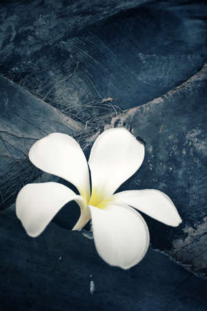 White frangipani flower on treeの写真素材
