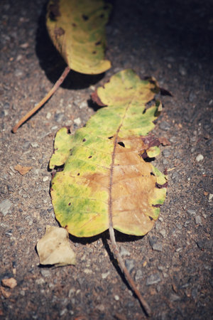Dried leaves
