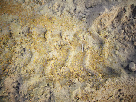 Wheel tracks on the soil.