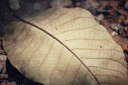 Dried leaves