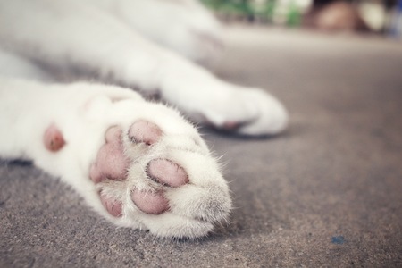 cat feetの写真素材