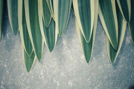 Leaves backgroundの写真素材