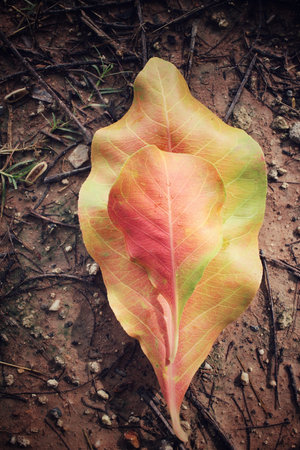 Dried leavesの写真素材