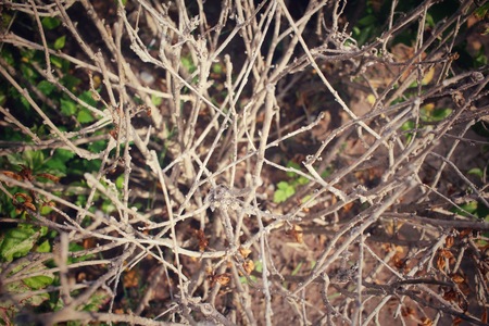 Tree branchesの写真素材