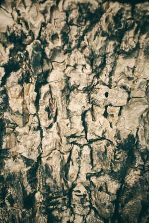 Vintage wood backgroundの写真素材