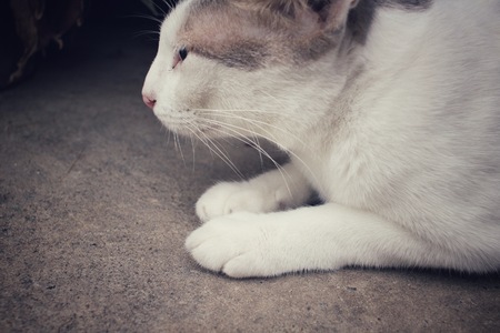 Cat lookingの写真素材