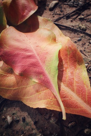 Dried leavesの写真素材