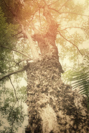 Tree in the forestの写真素材