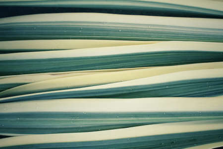 Leaves backgroundの写真素材