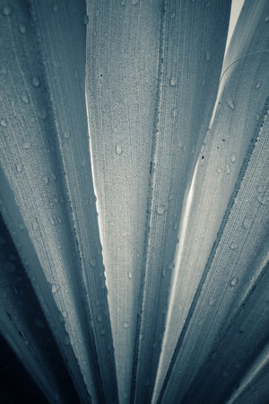 Palm leaves.