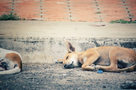 Dog sleepingの写真素材