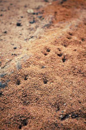 Ants nest
