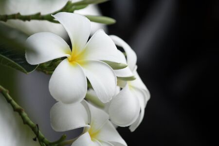 White frangipani flower on treeの写真素材