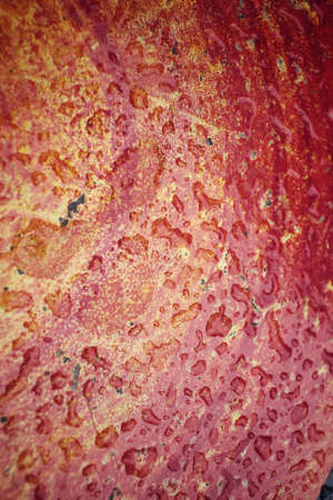 Water dropの写真素材