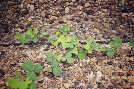 Clover leavesの写真素材