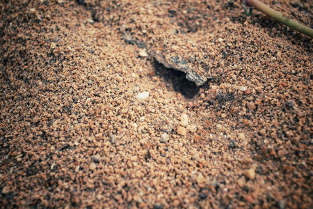 Ants nest