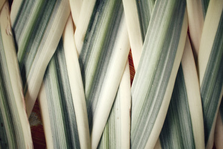 Leaves background