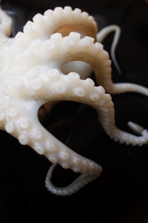 Fresh octopus foodの写真素材