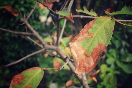 Dried leavesの写真素材