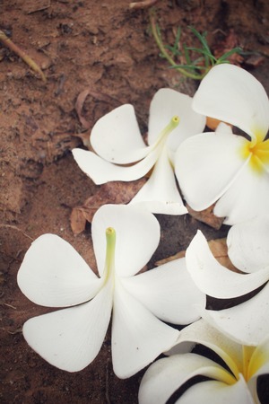White frangipani flowerの写真素材