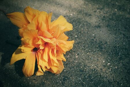Hibiscus flower - orange flowerの写真素材