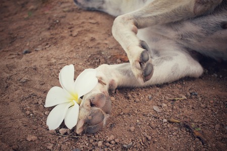 Dog foot with white flowerの写真素材