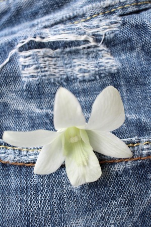 White orchid flower on jeansの写真素材