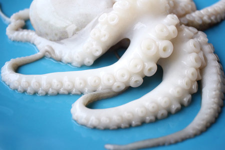 Fresh octopus foodの写真素材