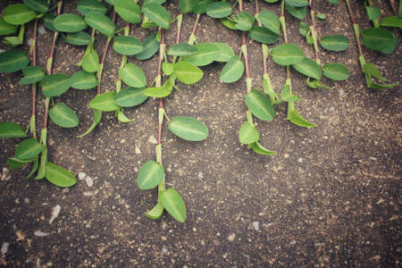 Fern leavesの写真素材