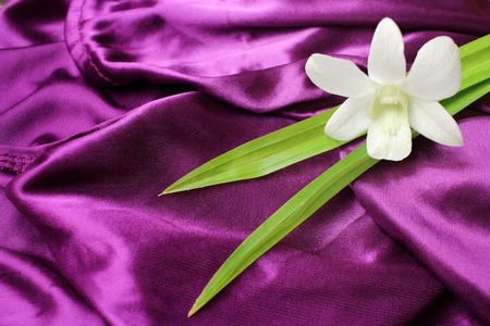 White orchid flowerの写真素材