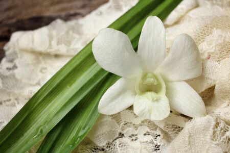 White orchid flowerの写真素材