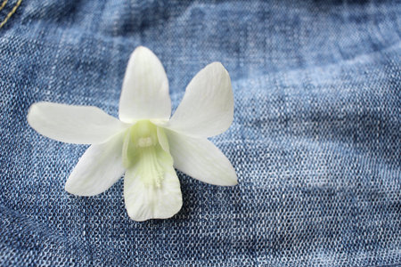 White orchid flower on jeans