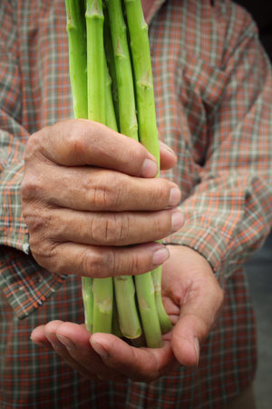 Bunch of asparagus with handsの写真素材