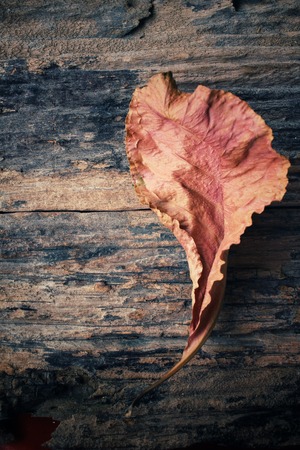 Dried leavesの写真素材