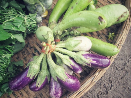 Purple eggplantsの写真素材