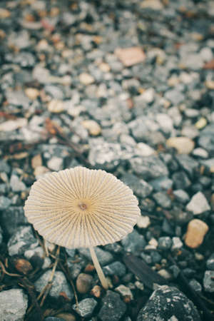 Fresh mushroomの写真素材