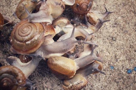 Snailの写真素材
