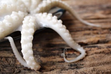 Fresh octopus food