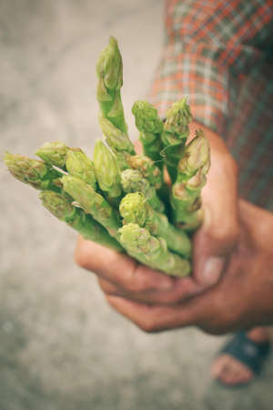 Bunch of asparagus with handsの写真素材