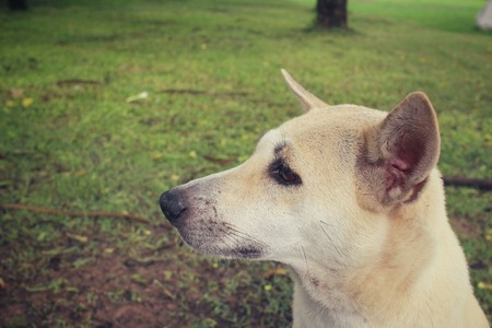 Dog looking in the parkの写真素材