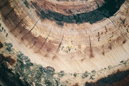 Wood backgroundの写真素材